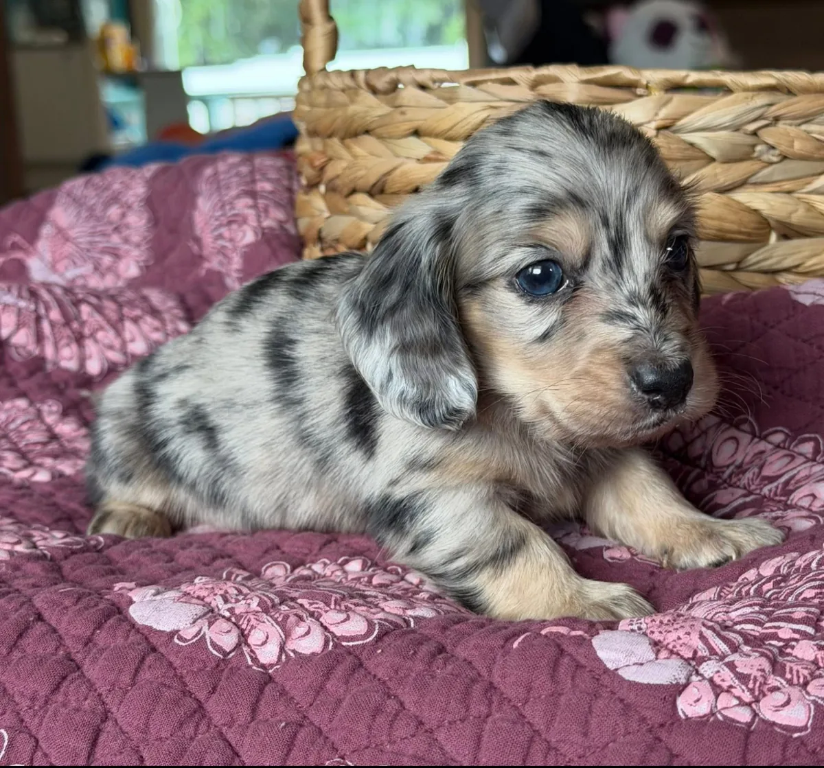 Beautiful Dachshund puppies Available Now