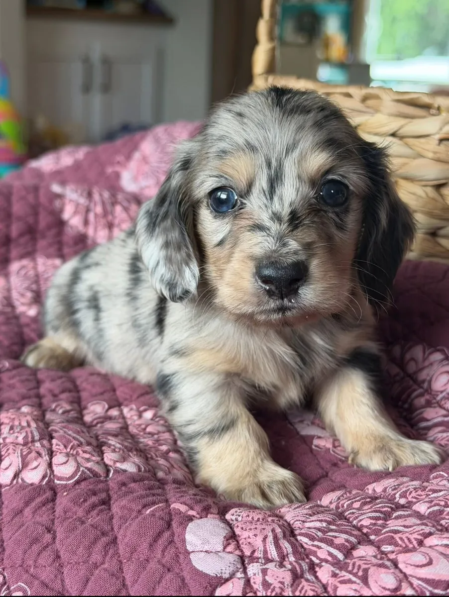 Beautiful Dachshund puppies Available Now