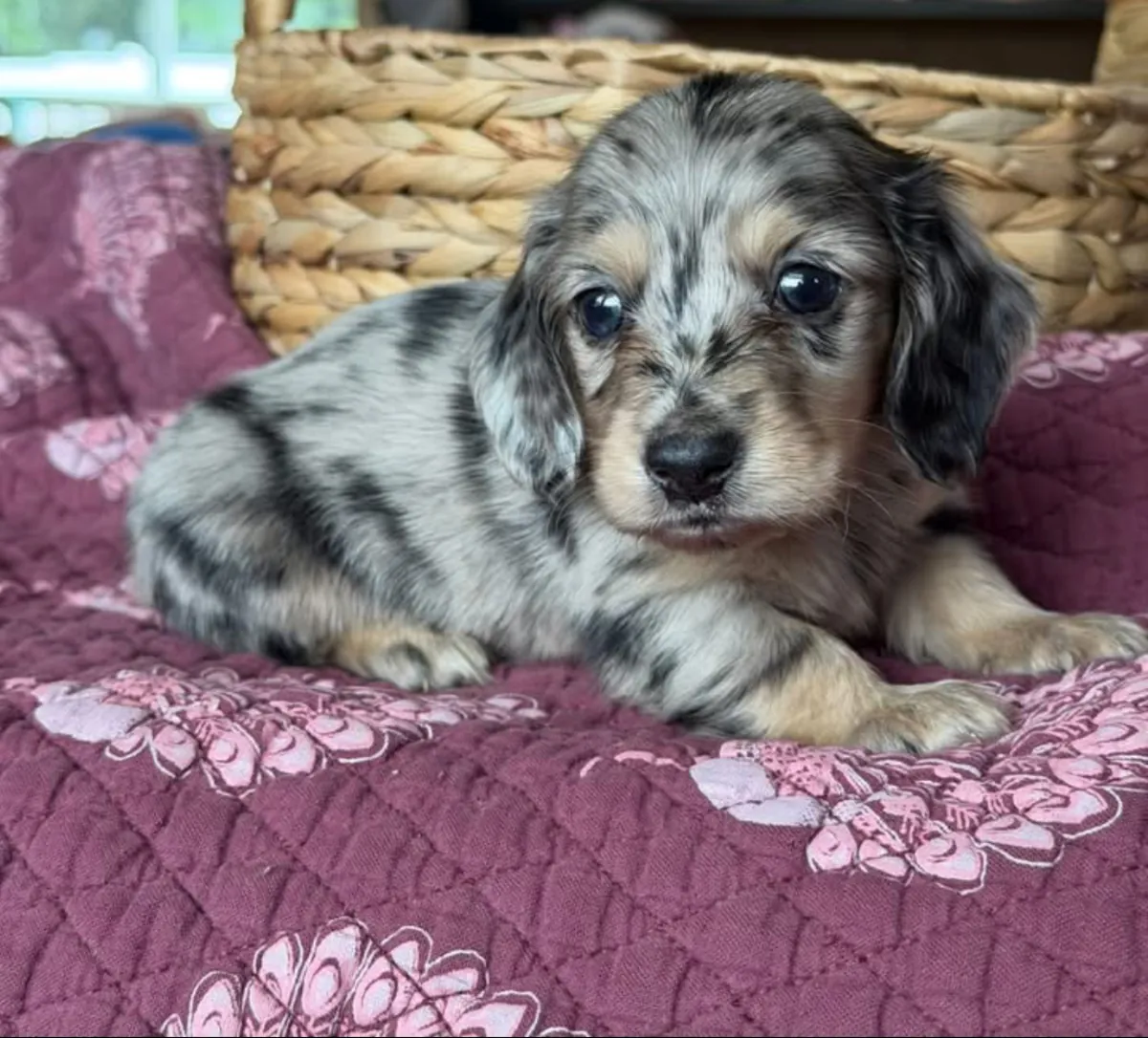 Playful Dachshund puppies Available Now