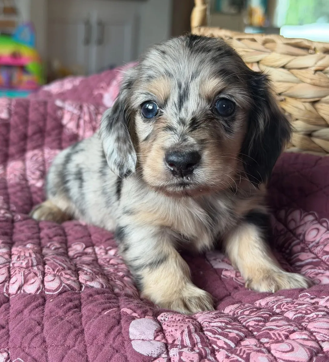 Playful Dachshund puppies Available Now