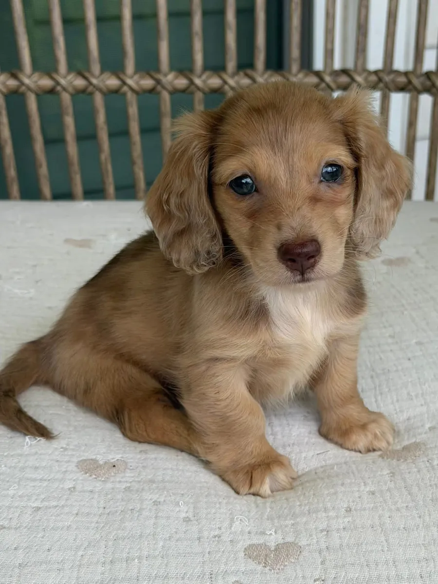 Sweet Dachshund puppies Available Now