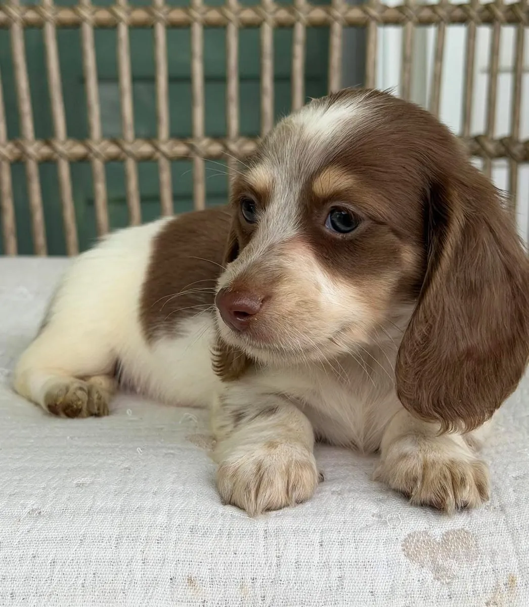 Amazing Dachshund puppies Available Now