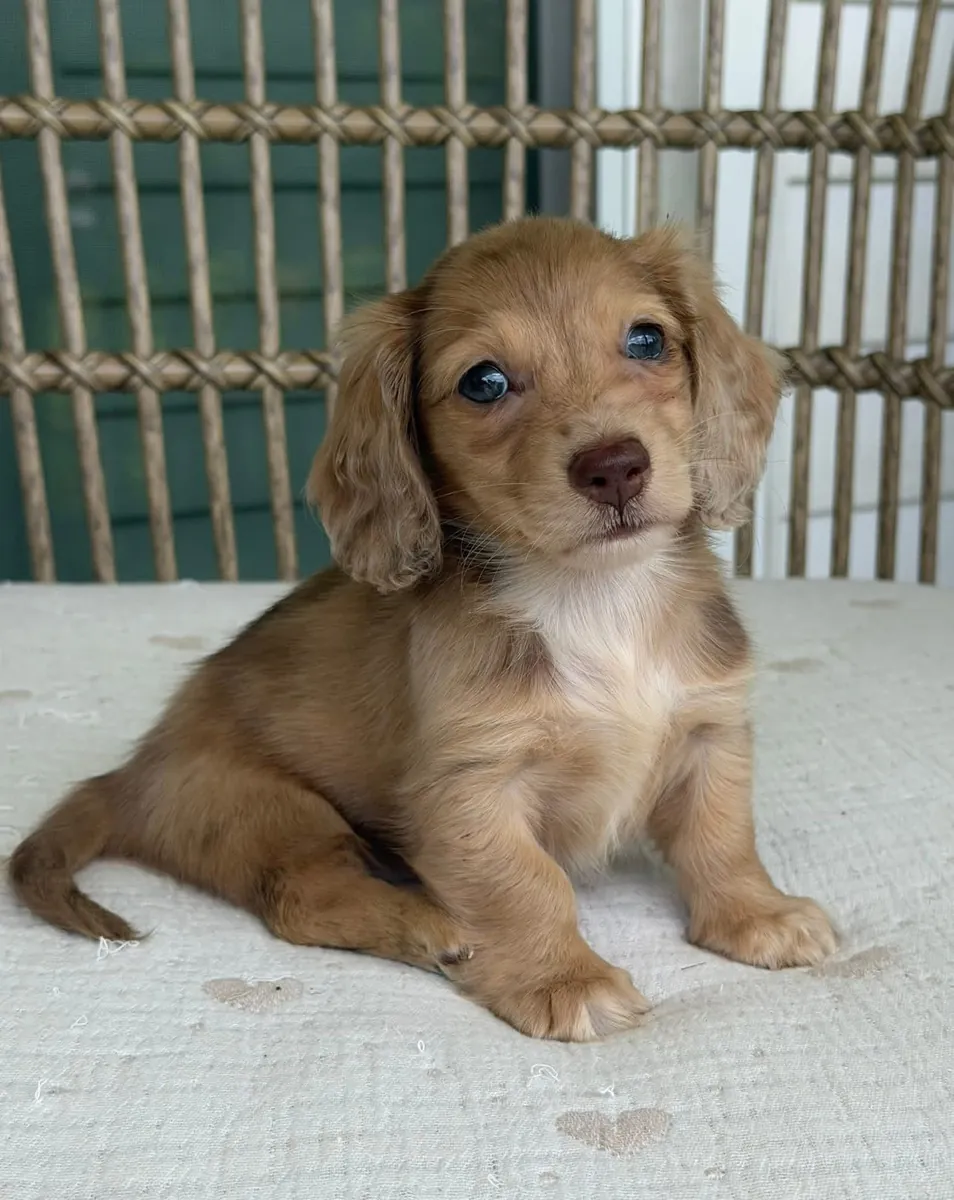 Amazing Dachshund puppies Available Now