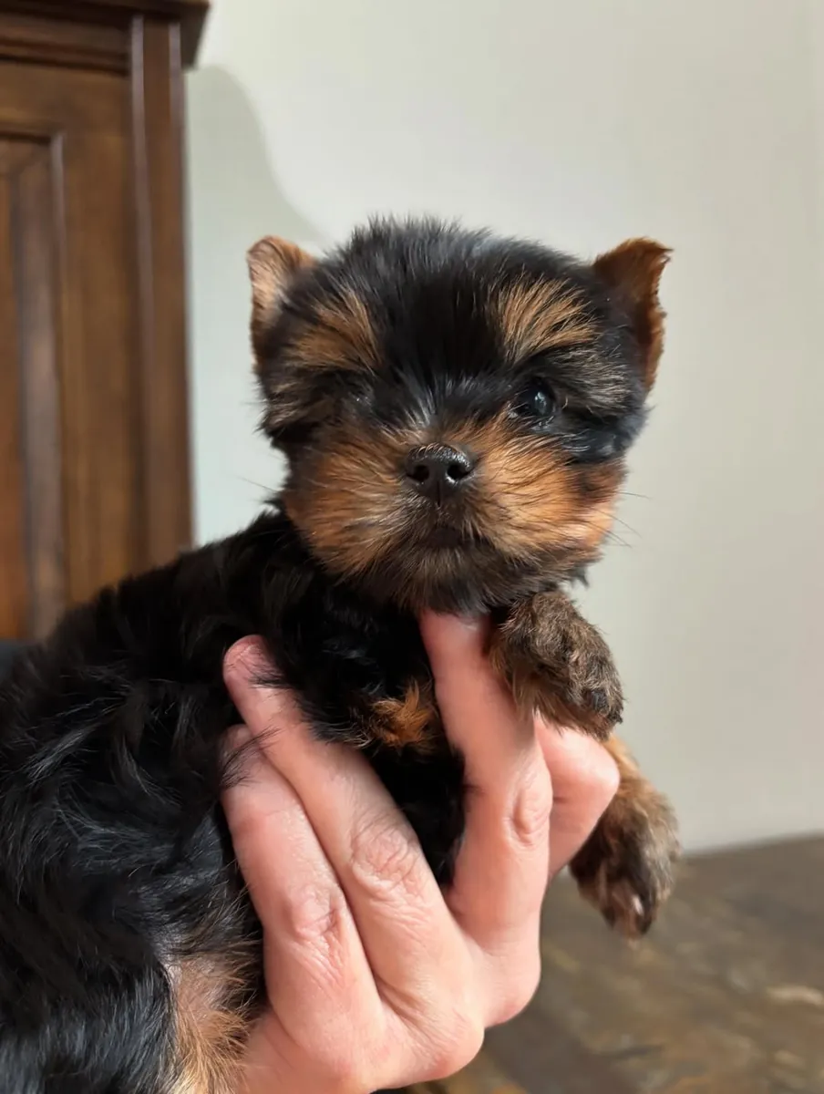 Stunning Yorkshire puppies Available Now
