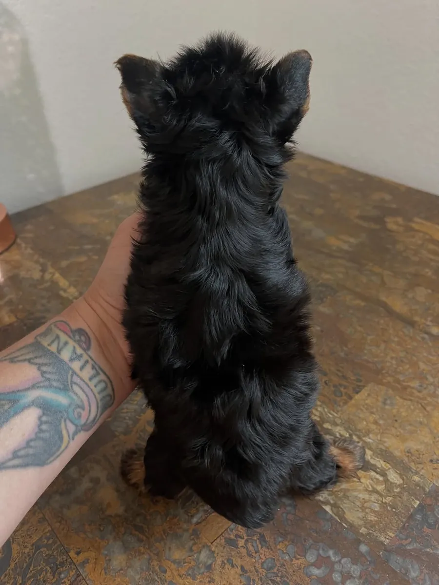  Yorkshire puppies Available Now