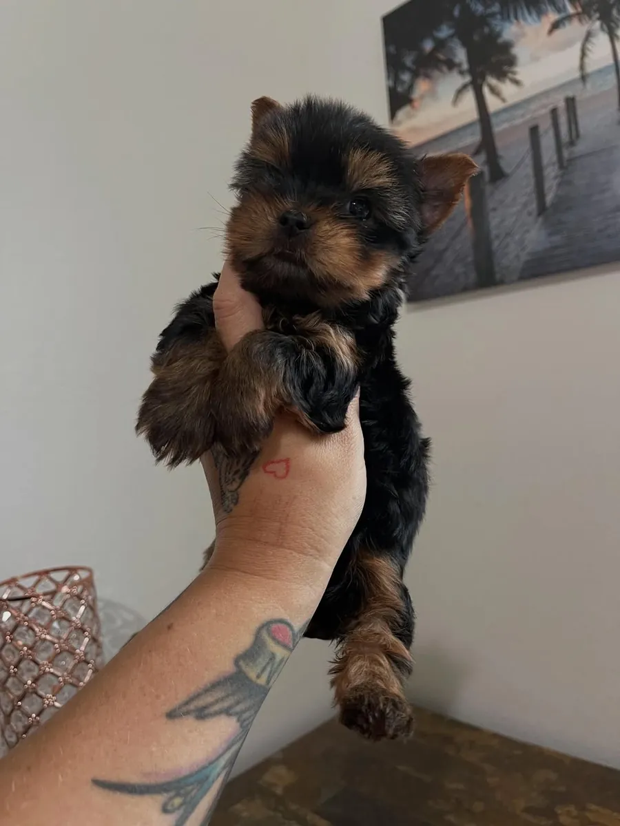 Adorable Yorkshire puppies Available Now