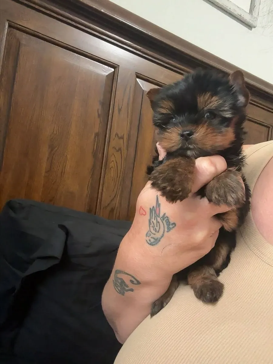 Beautiful Yorkshire puppies Available Now