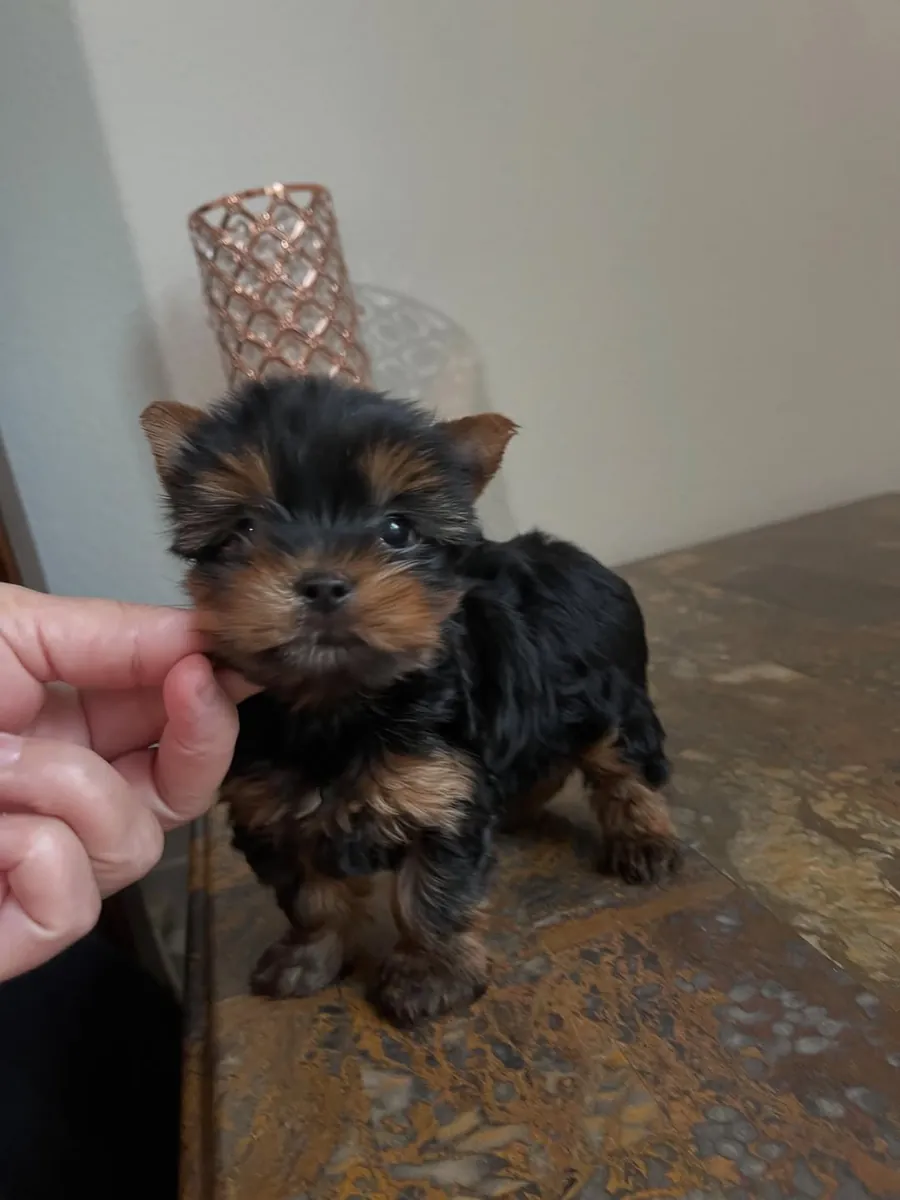 Priceless Yorkshire puppies Available Now