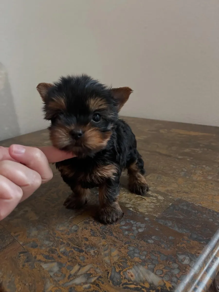 Priceless Yorkshire puppies Available Now