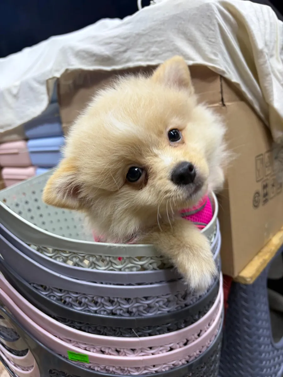 博美犬