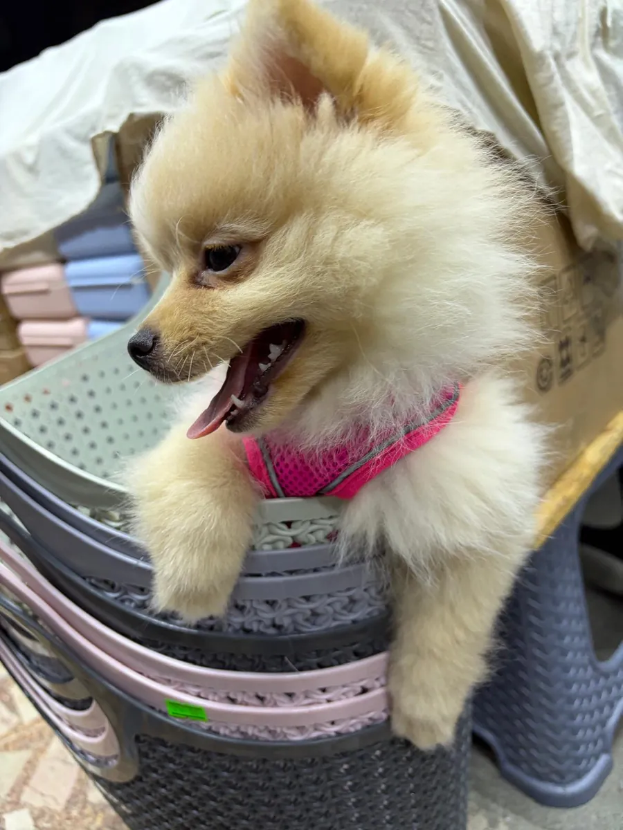 博美犬