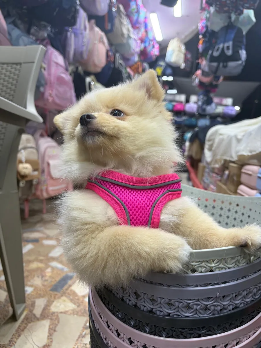 博美犬