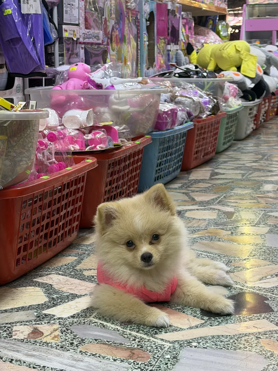 博美犬