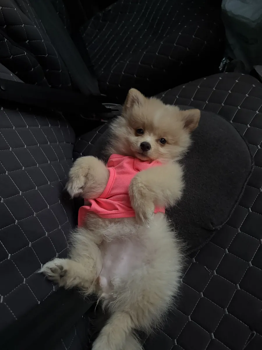 博美犬