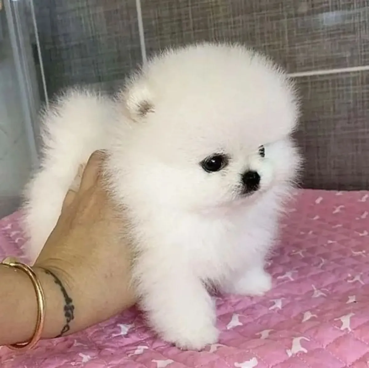 ÜCRETSİZ MİNİ POMERANYEN YAVRUSU