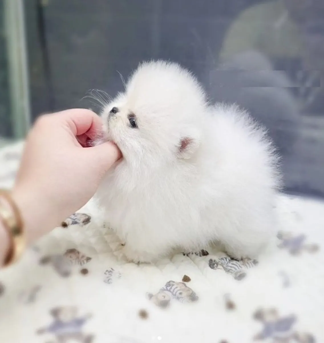 REGALO CACHORRO DE POMERANIA MINI PARA ADOPCION1