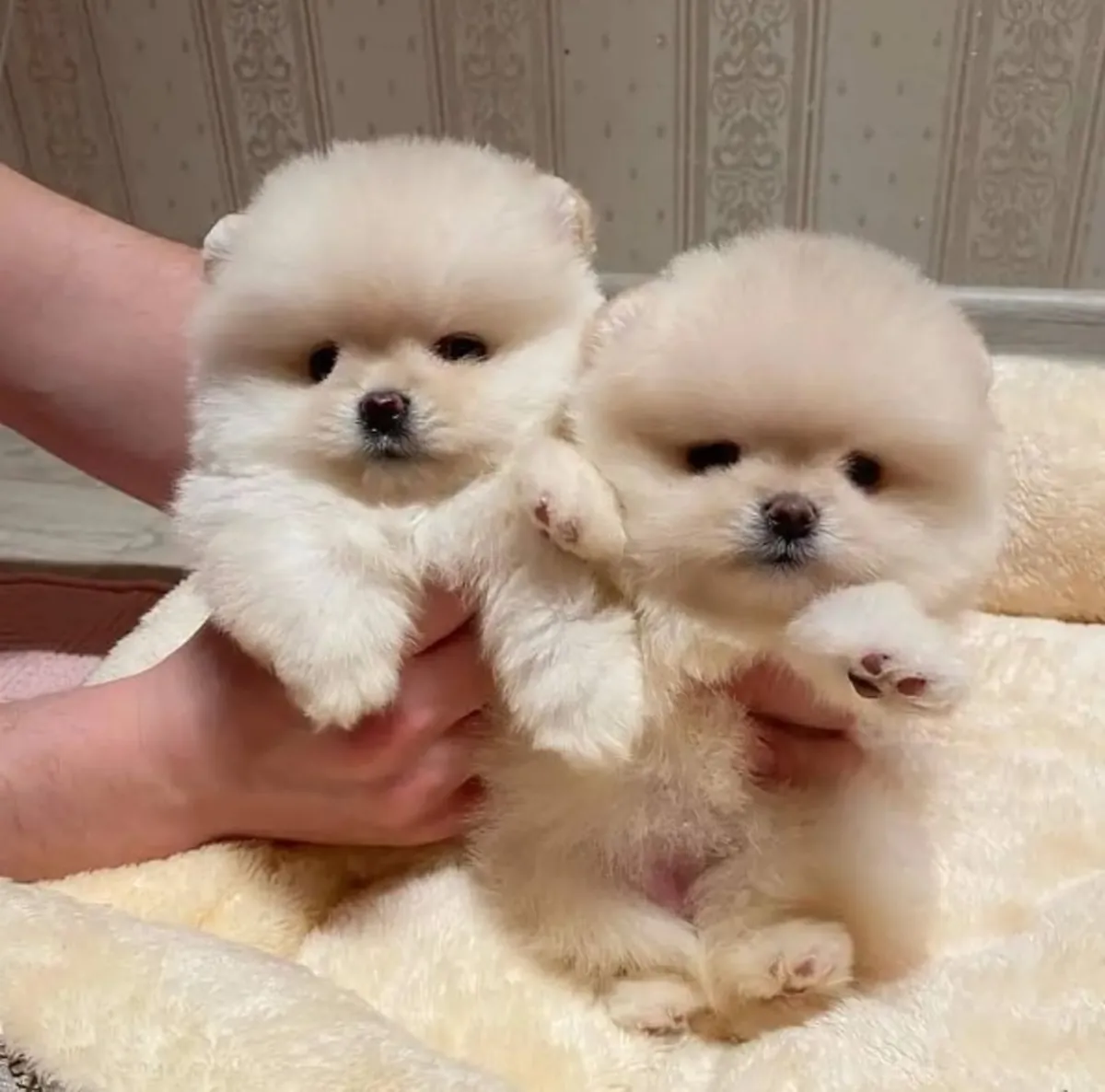 REGALO CACHORRO DE POMERANIA MINI PARA ADOPCION2