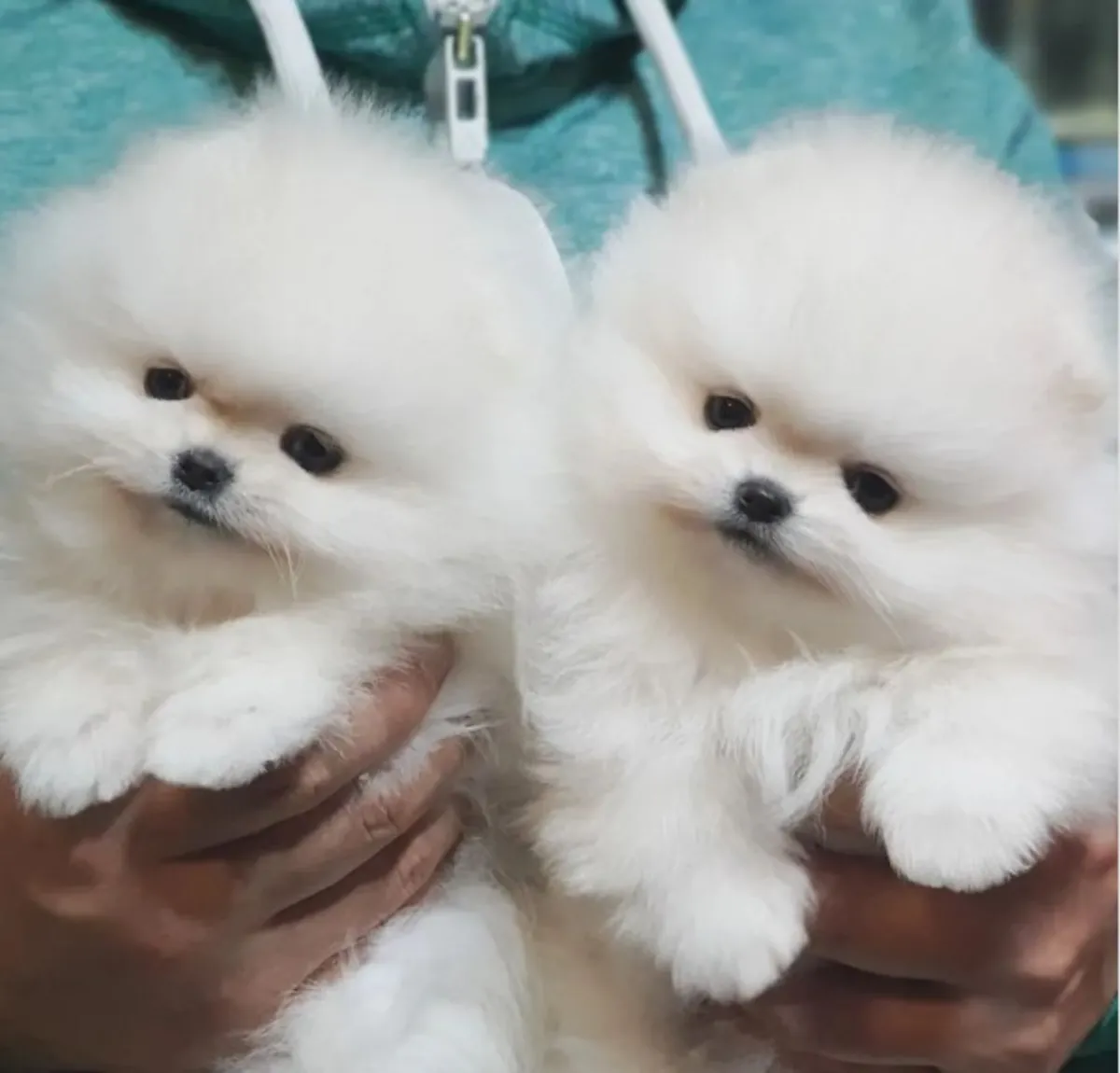 REGALO CACHORRO DE POMERANIA MINI PARA ADOPCION4