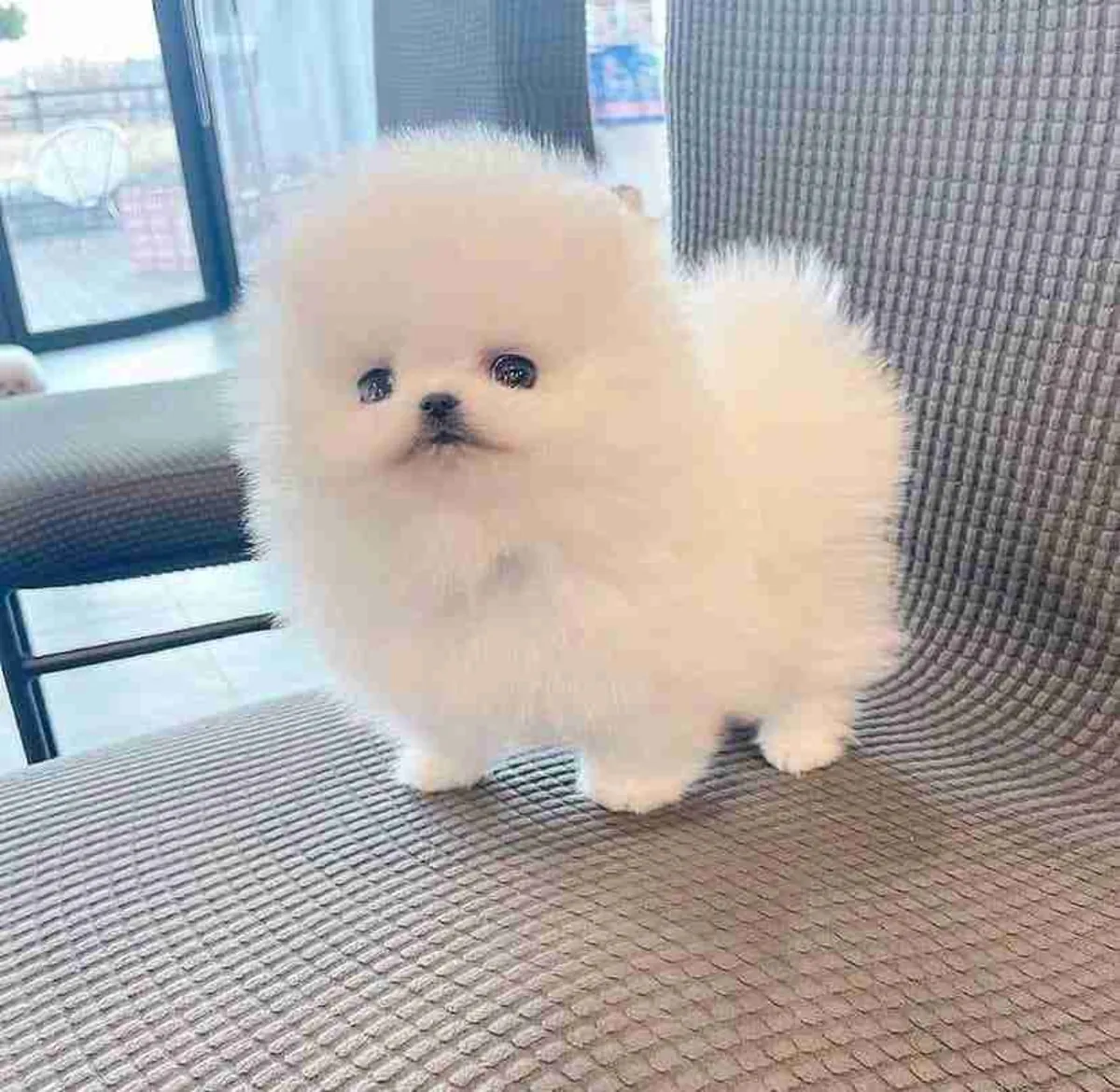 REGALO CACHORRO DE POMERANIA MINI PARA ADOPCION7