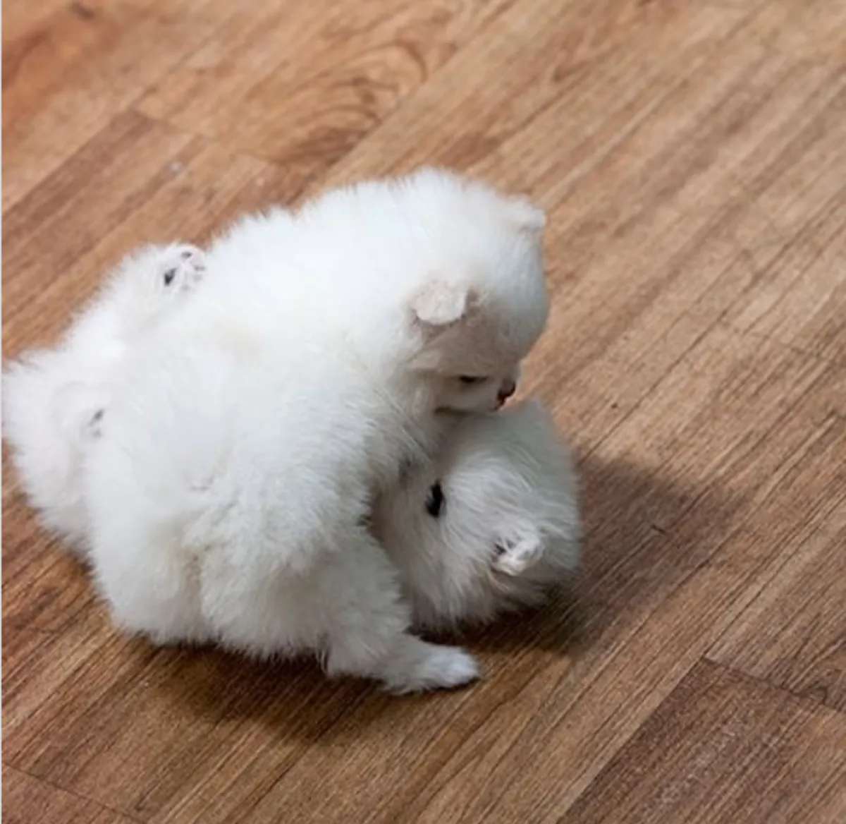 免费领养迷你博美幼犬