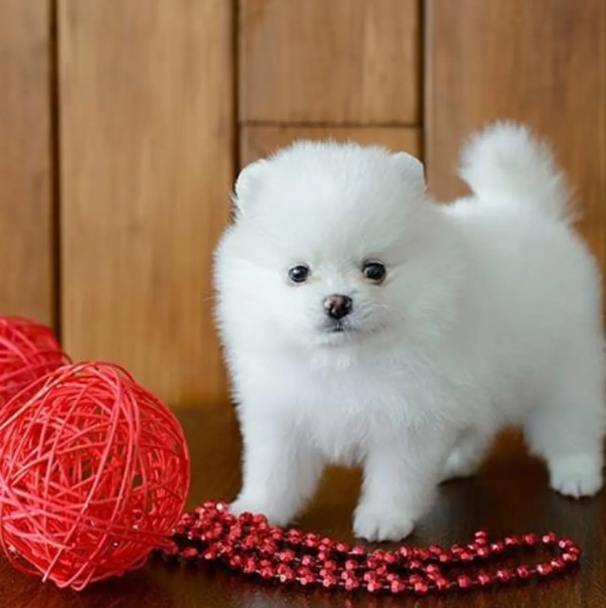免费领养迷你博美幼犬2