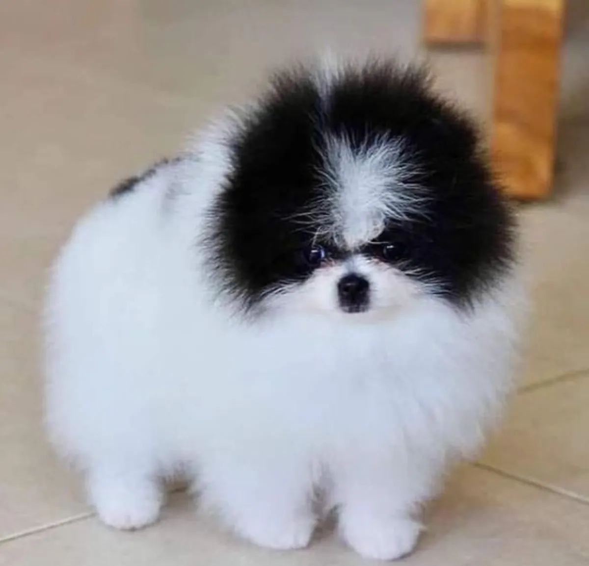 免费领养迷你博美幼犬3