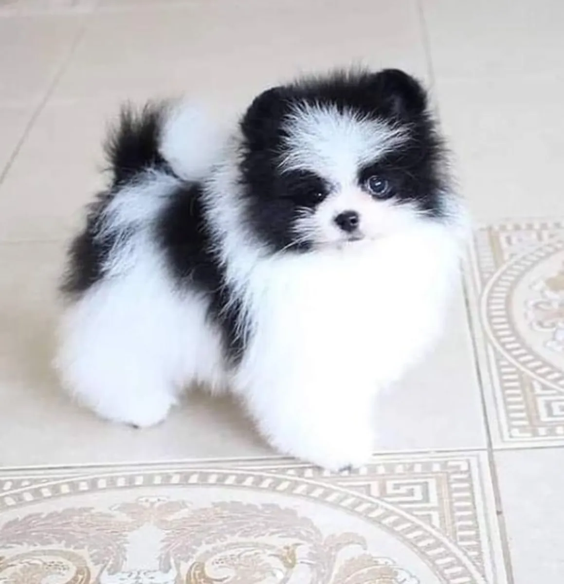 免费领养迷你博美幼犬5