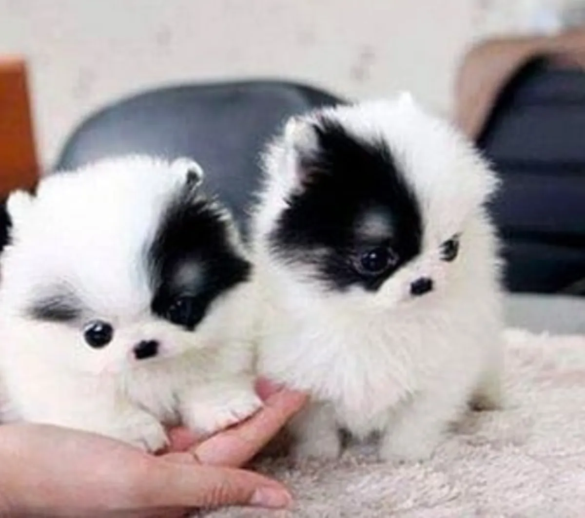 免费领养迷你博美幼犬