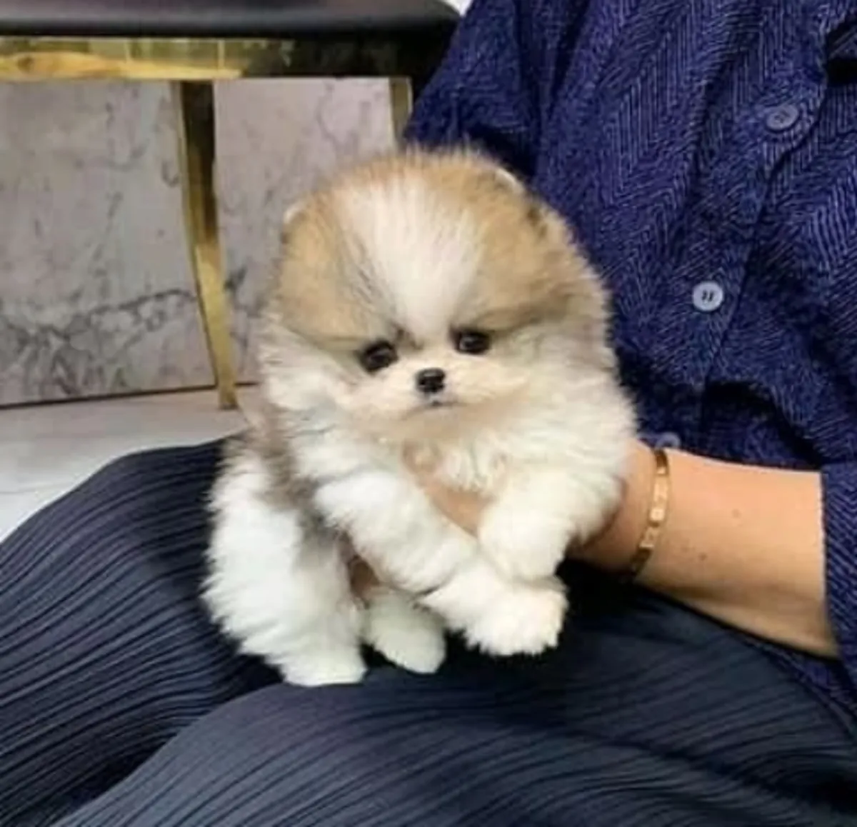 REGALO CACHORRO DE POMERANIA MINI PARA ADOPCION0