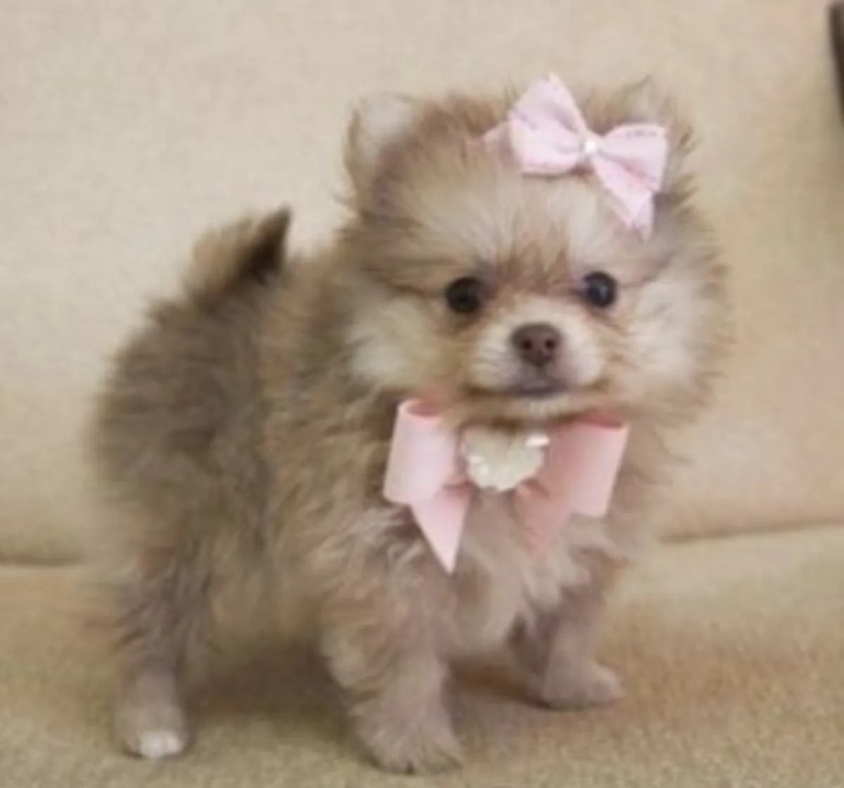 REGALO CACHORRO DE POMERANIA MINI PARA ADOPCIONn