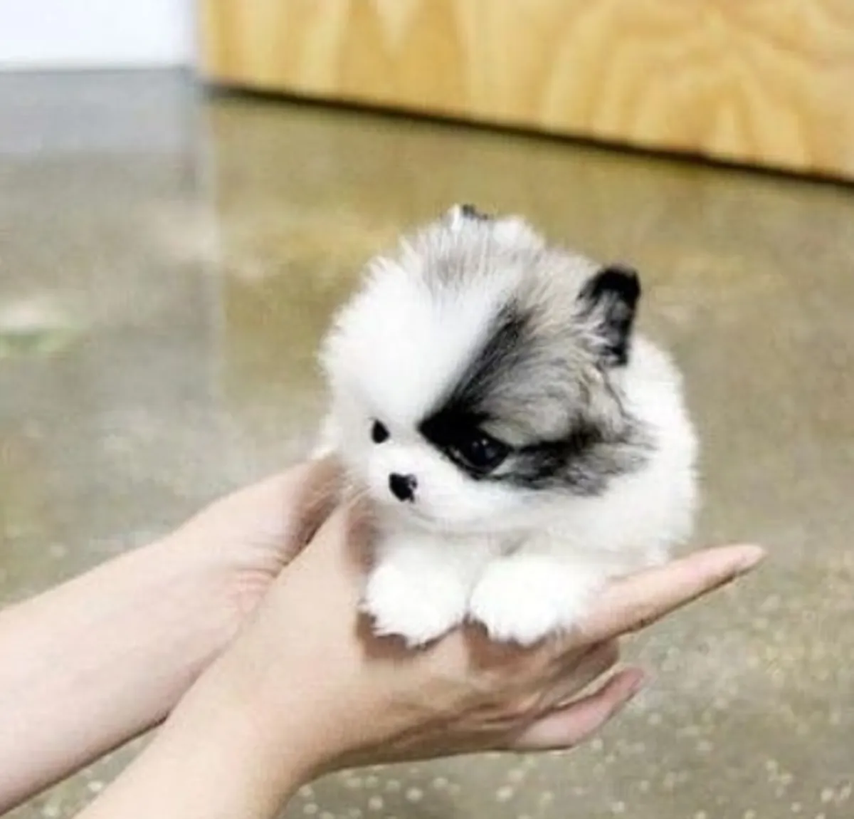 ÜCRETSİZ MİNİ POMERANYAN YAVRUSU SAHİPLENDİRİLECEK