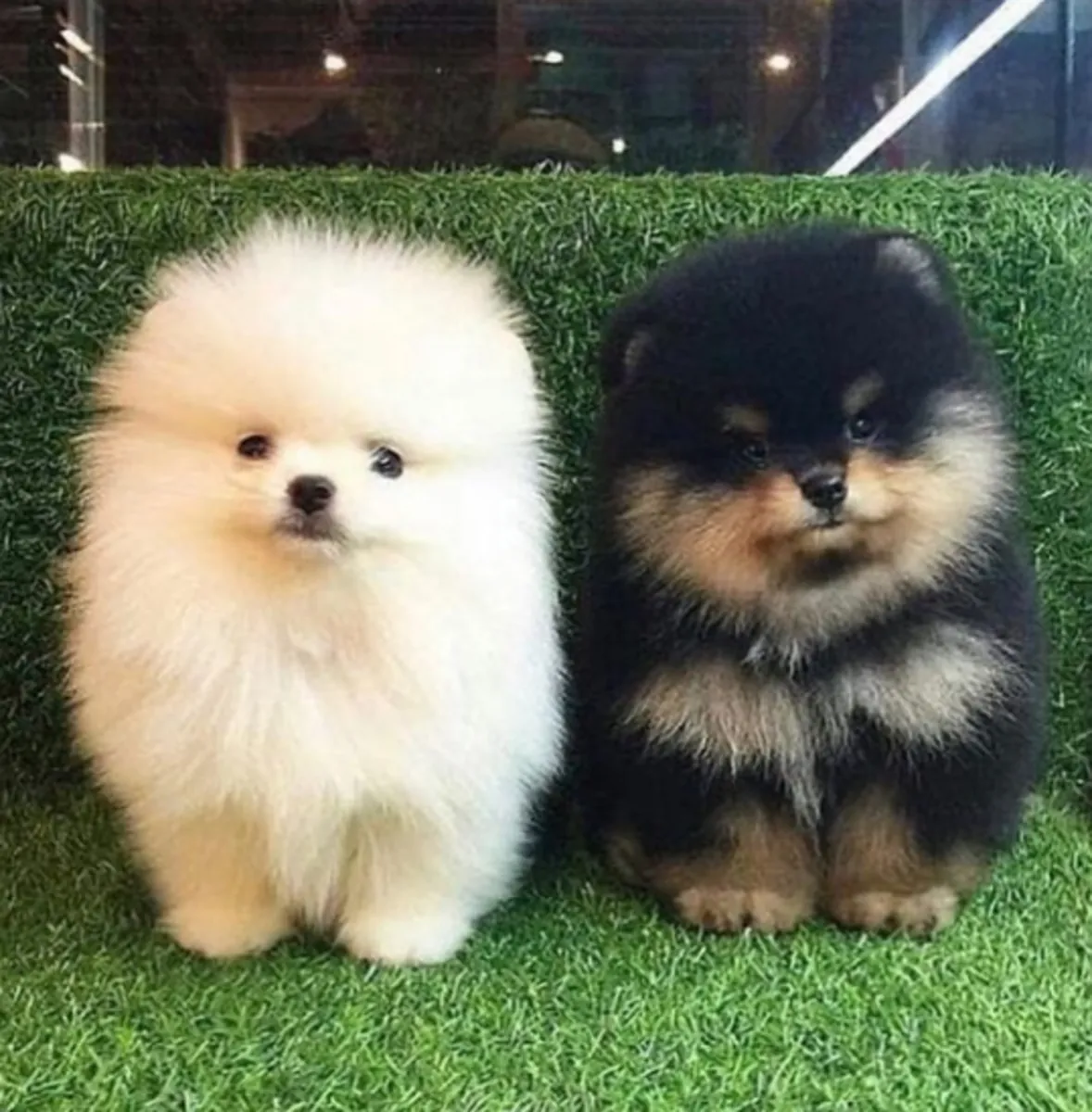 免费领养迷你博美幼犬