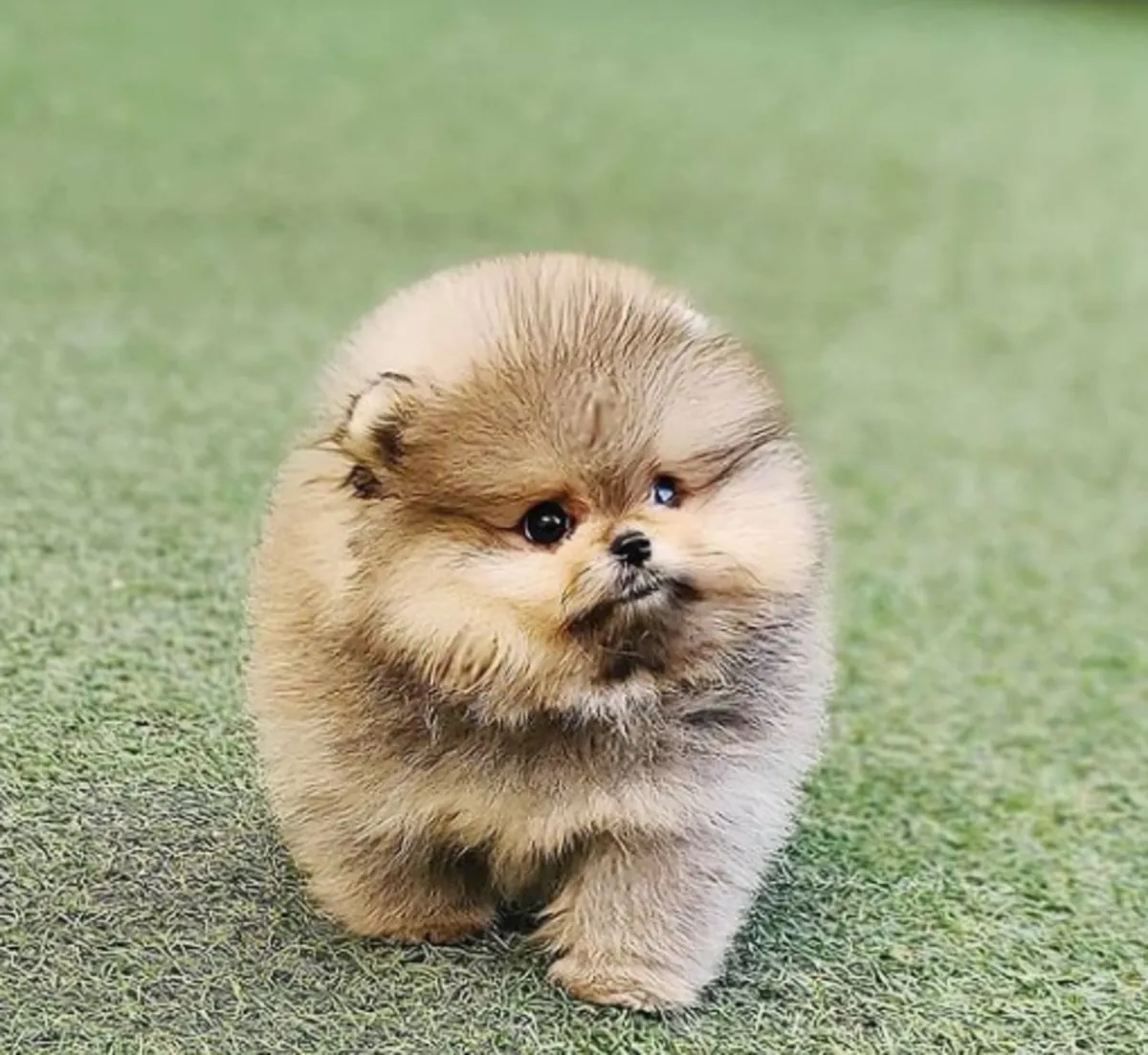 免费领养迷你博美幼犬