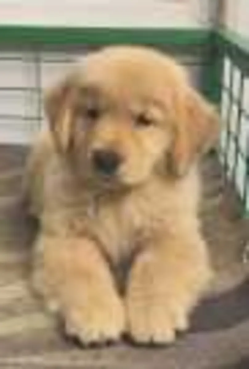 Super adorable Golden Retriever Puppies