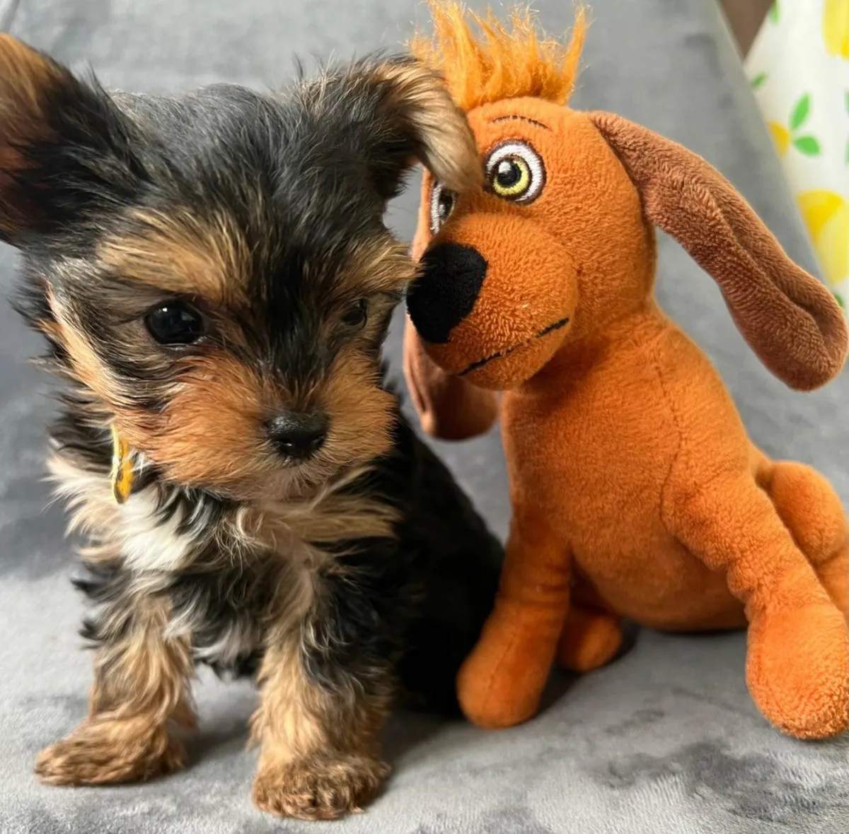 Cachorros Yorkshire Terrier (macho y hembra) en regalo