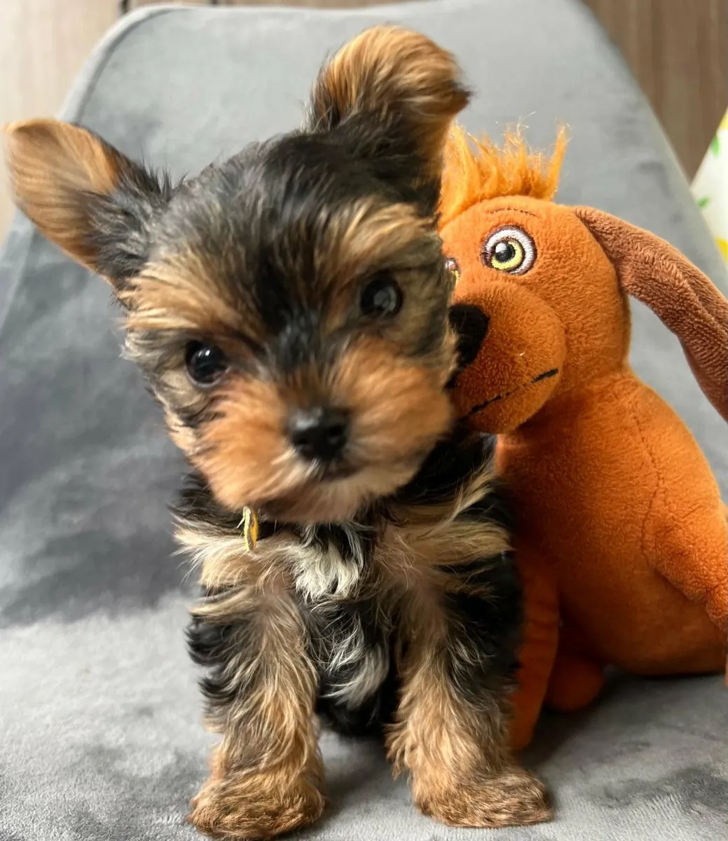 Cachorros Yorkshire Terrier (macho y hembra) en regalo