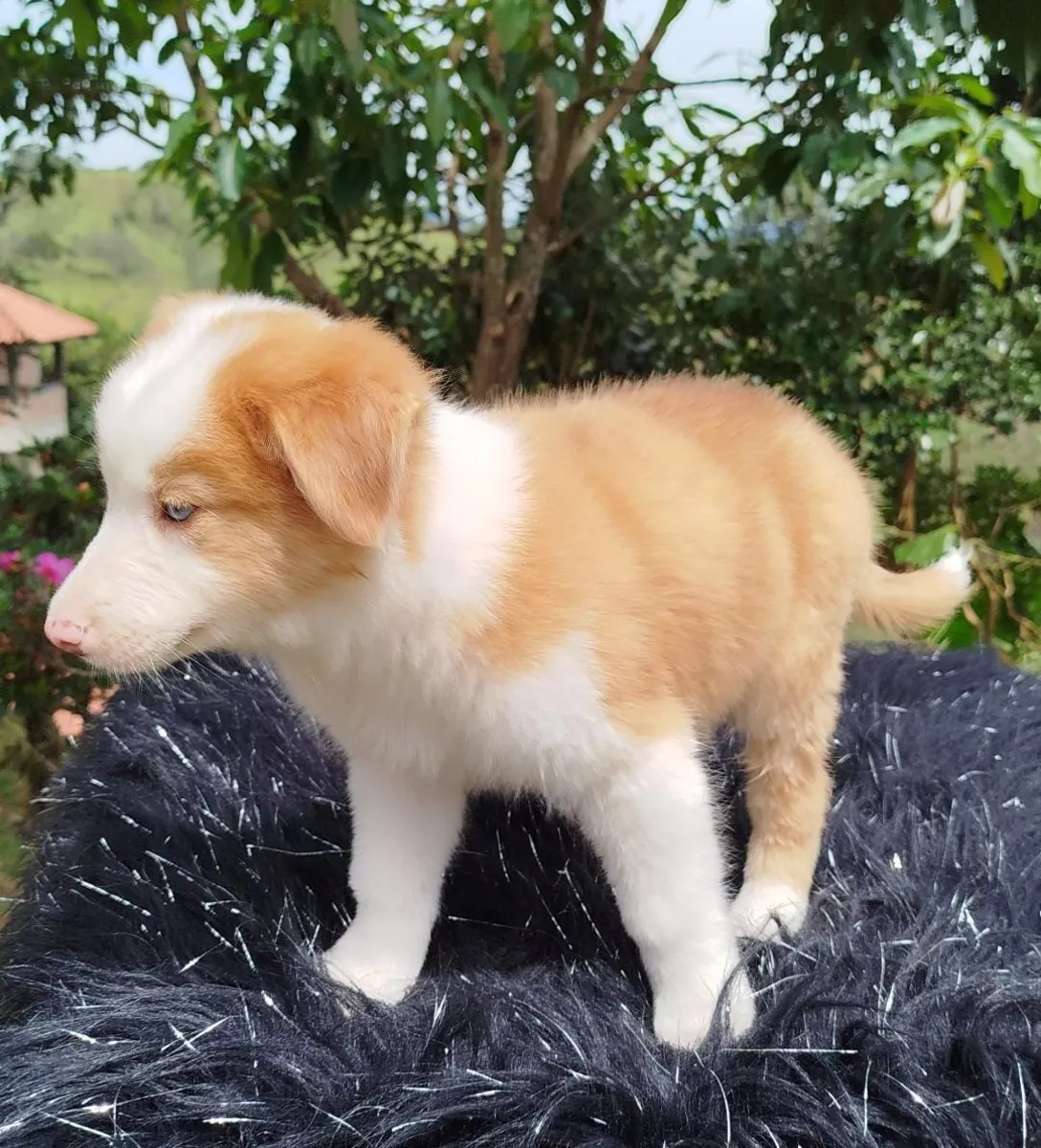 Cachorros Border Collie (macho y hembra) en regalo