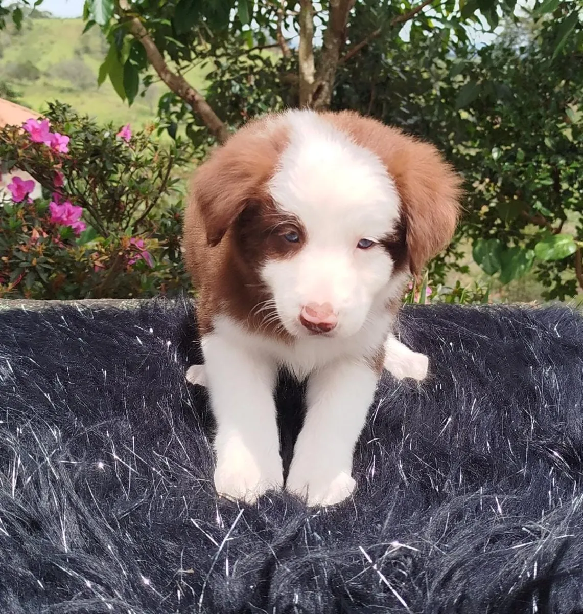 Cachorros Border Collie (macho y hembra) en regalo