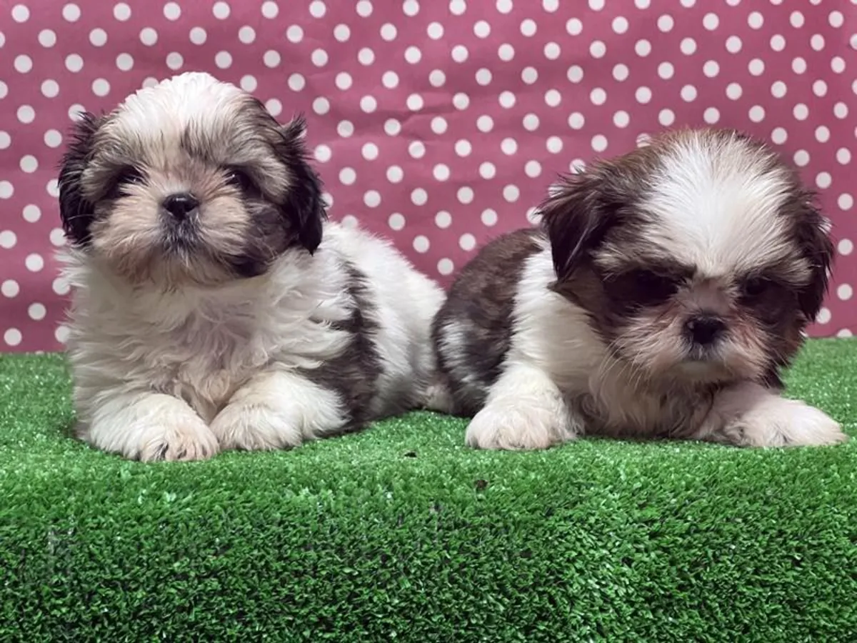 免费赠送西施幼犬（公母都有）。