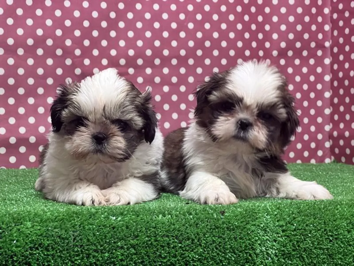 免费赠送西施幼犬（公母都有）。