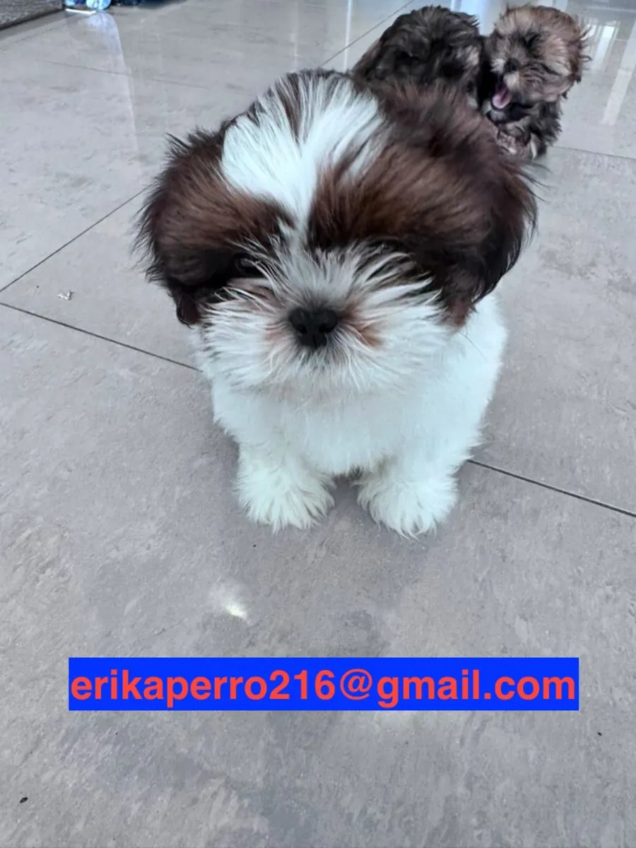 西施犬幼犬（公犬和母犬）赠送