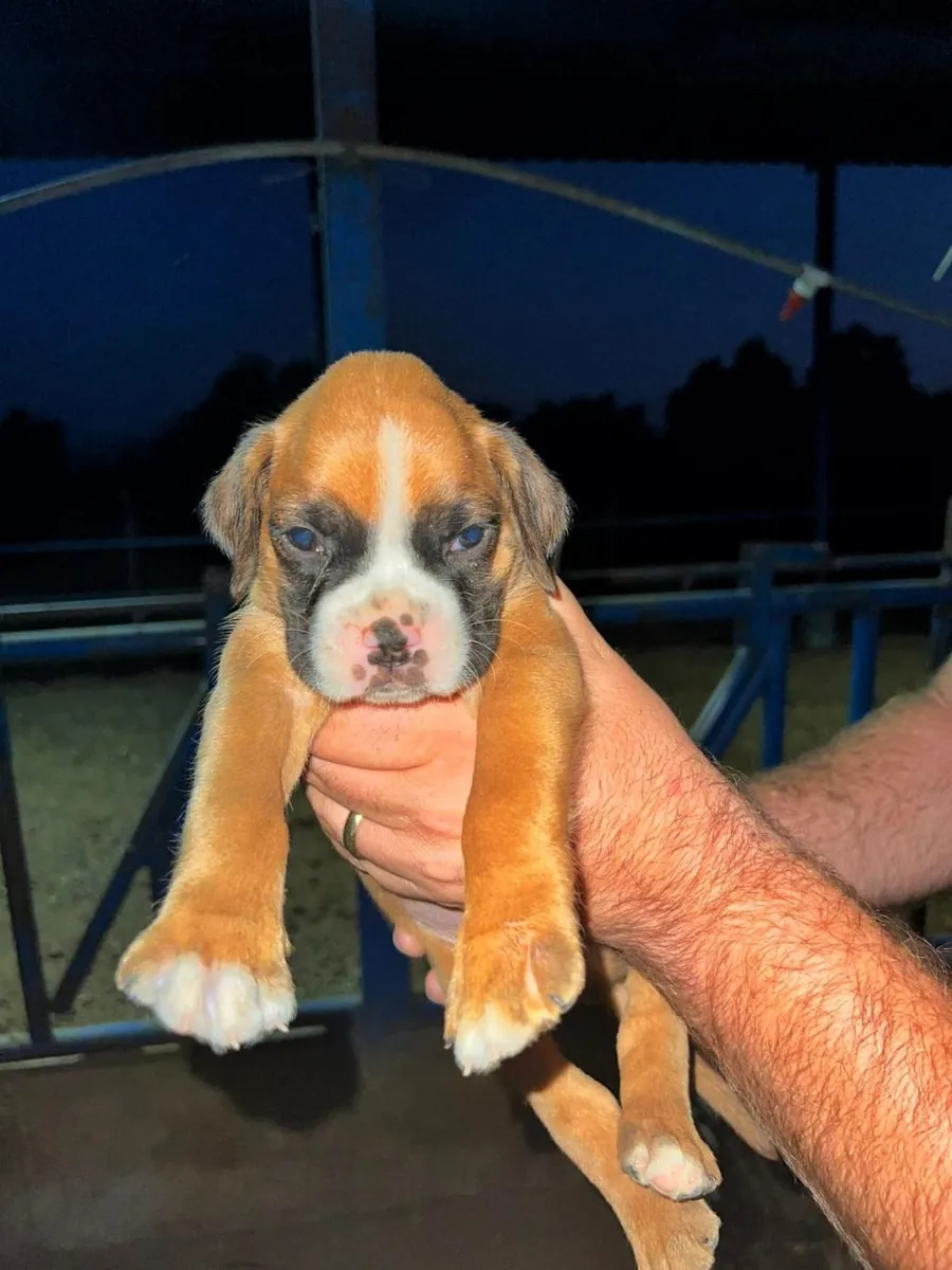免费赠送拳师犬幼犬（公母都有）。