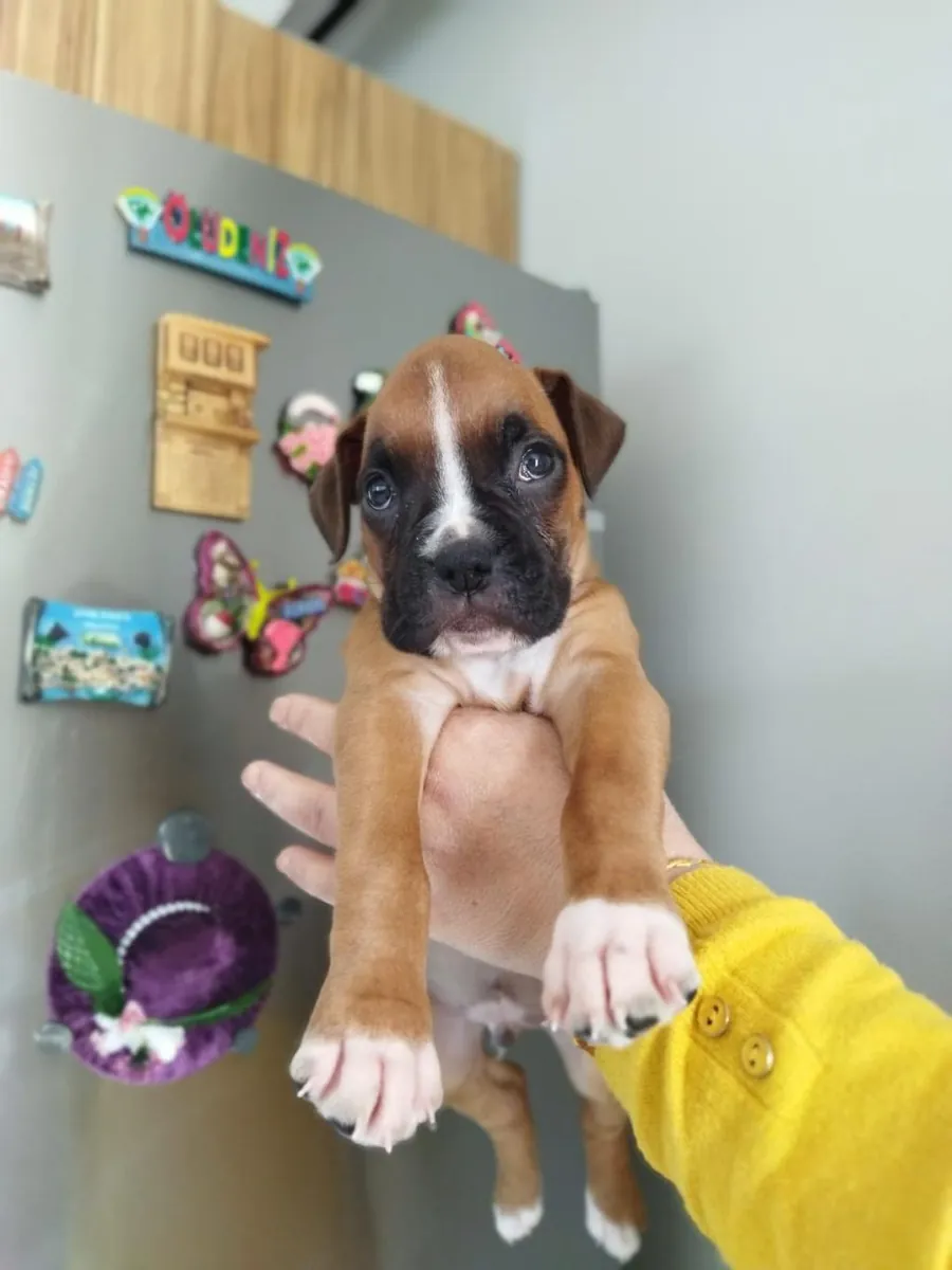 免费赠送拳师犬幼犬（公母都有）。