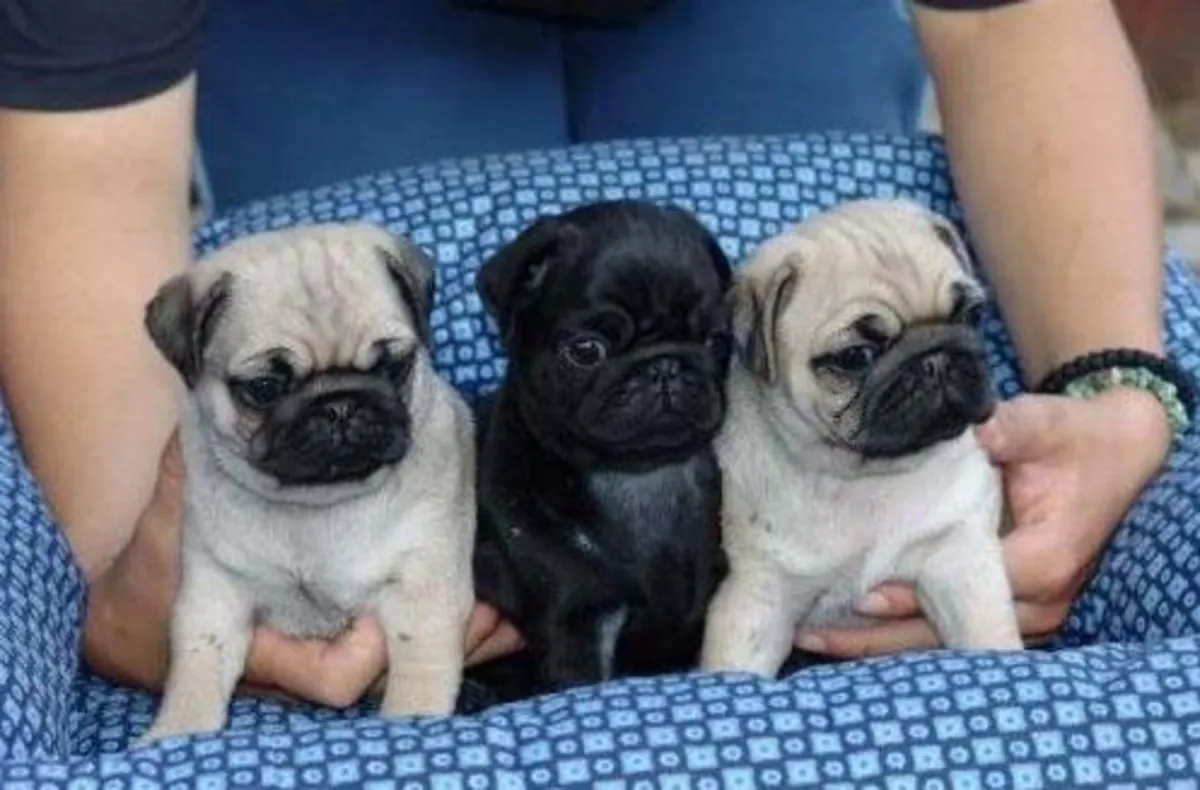 Cachorros Pug (macho y hembra) en regalo