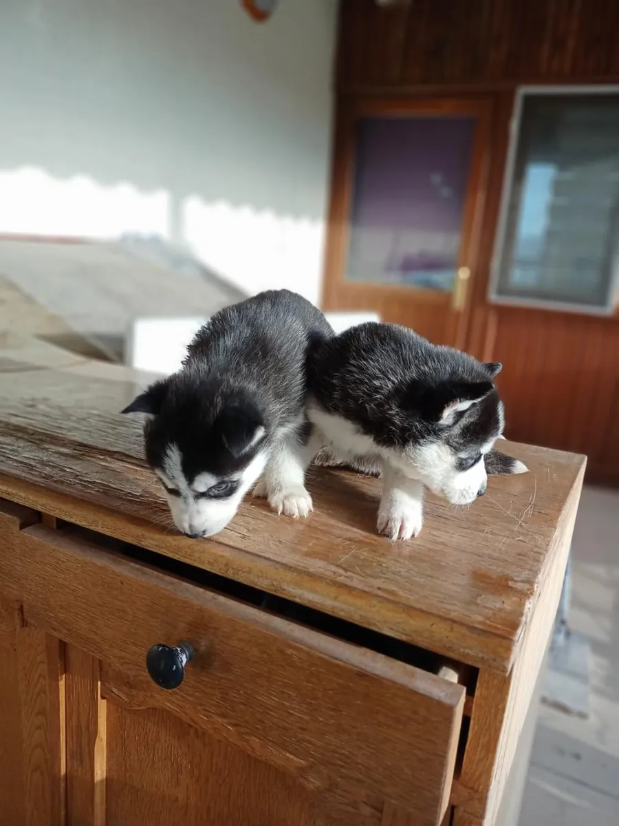 免费赠送哈士奇幼犬（公母都有）。