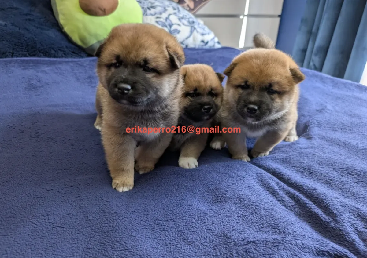 柴犬幼犬（雄性和雌性）赠送