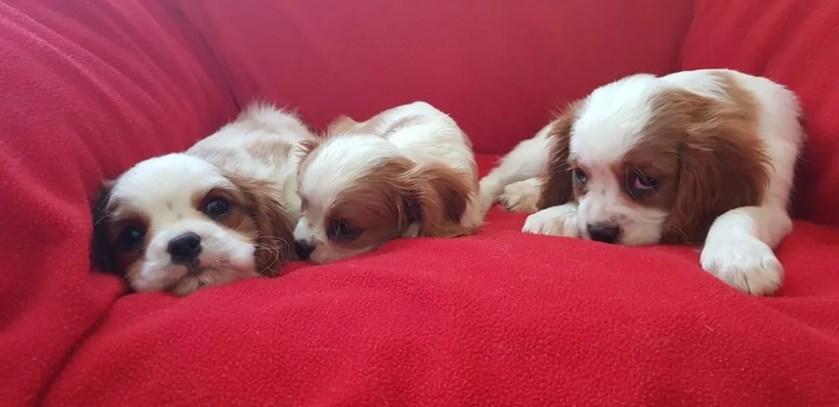 Cavalier King Charles Spaniel puppies (male and female) for free