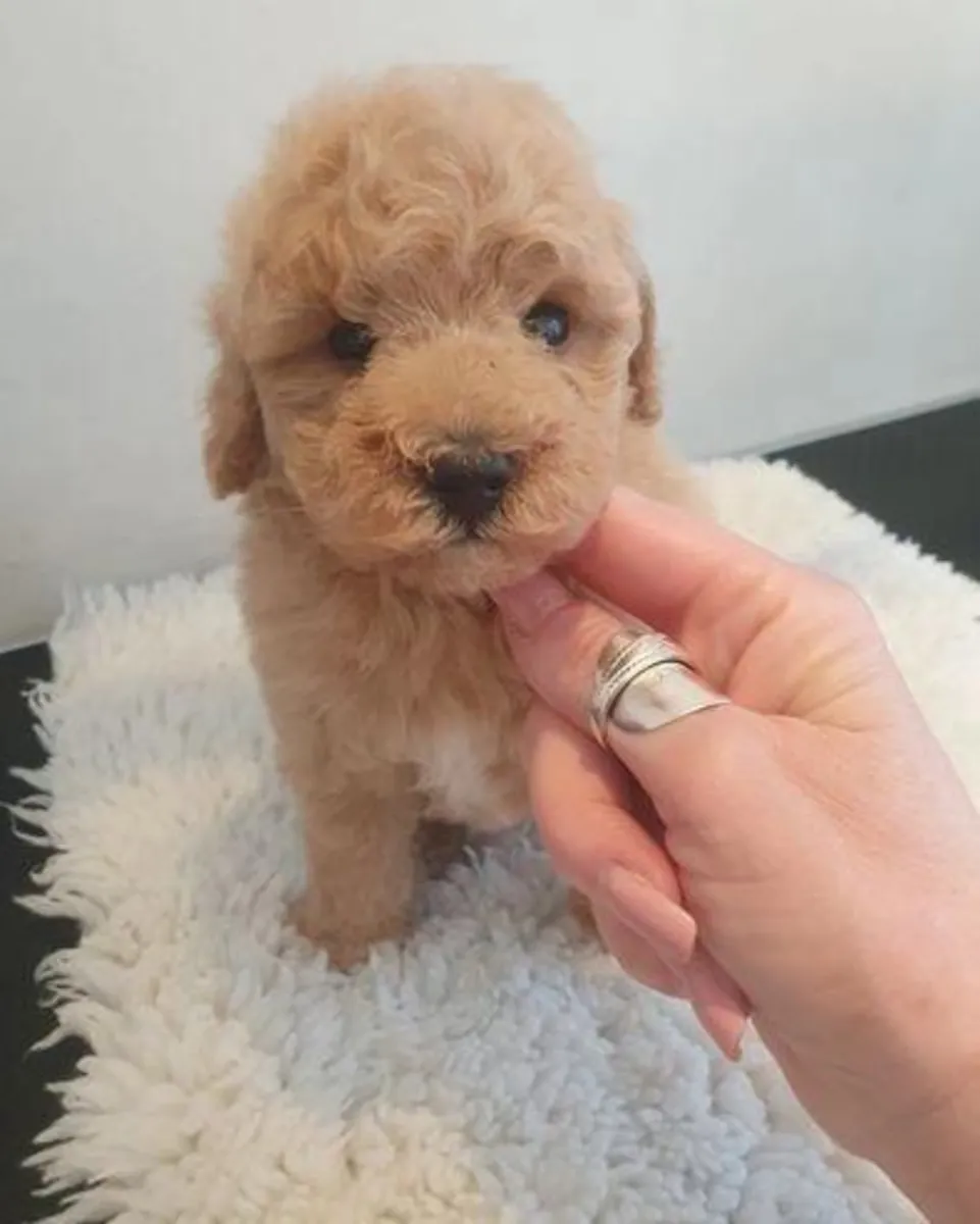 Cachorros de Caniche (macho y hembra) en Regalo
