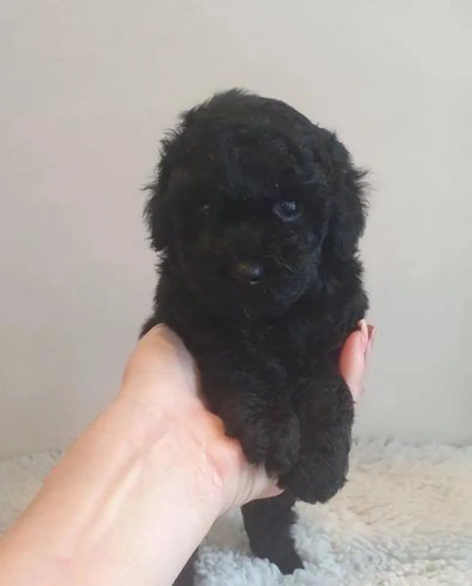 Cachorros de Caniche (macho y hembra) en Regalo