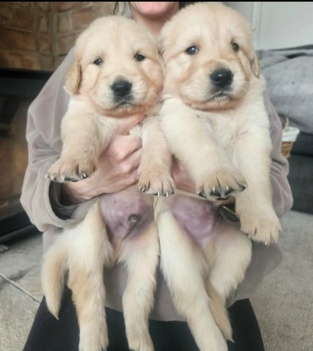 Chiots Golden Retriever (mâles et femelles) gratuits